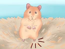 Nguyên nhân khiến hamster bị chảy máu mũi là gì?
