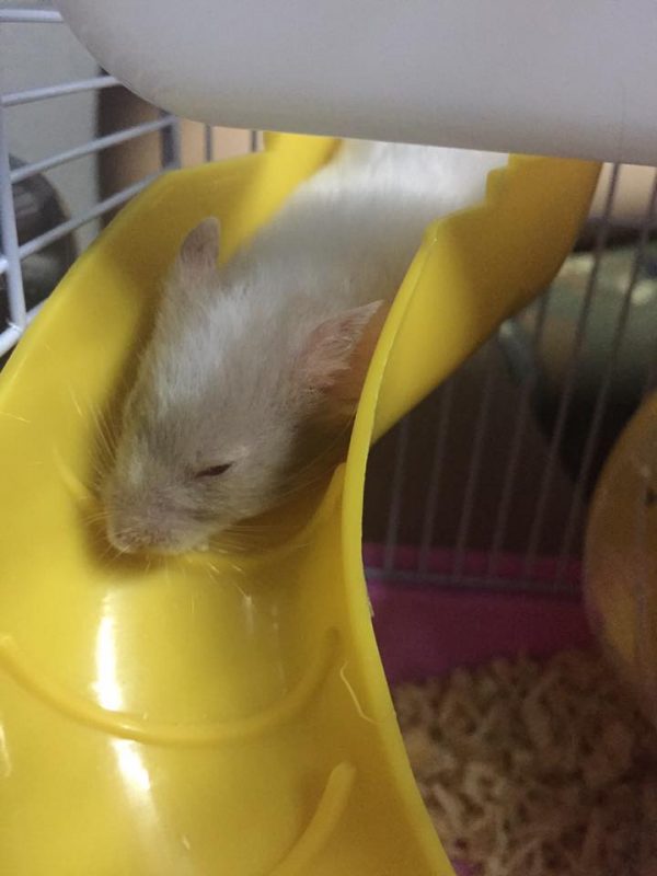 Đồ Chơi, Phụ Kiện, Thức Ăn Hamster